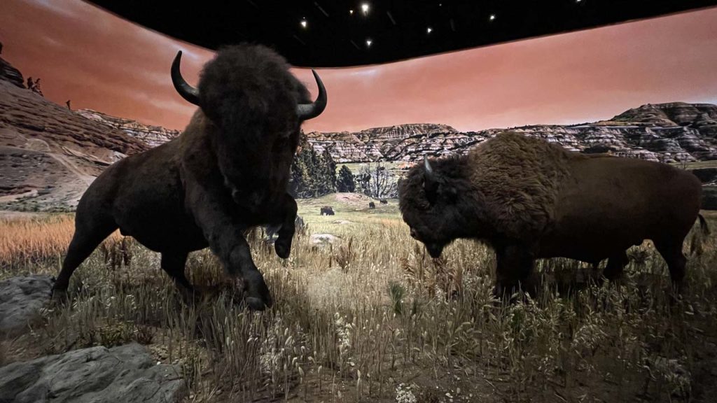 Bisons en introduction de l'exposition Sur la piste des Sioux