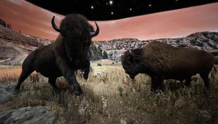 Deux bisons dans les plaines de l'ouest américain